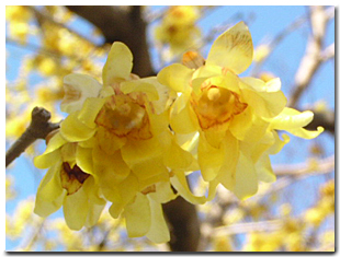 ソシンロウバイ