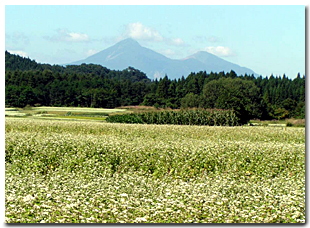 初夏のそば畑