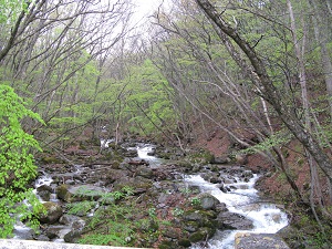 新緑の湯川渓谷