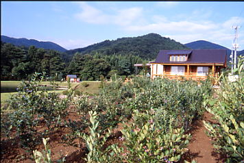 ブルーベリー畑。