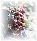 ブラックベリー。