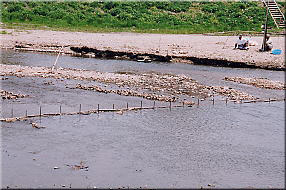 舟津川のマセ漁