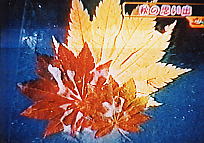 紅葉。