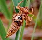 オニヤンマのヤゴ