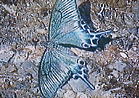 ミヤマ蝶