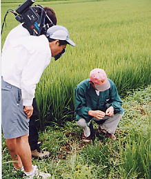 田んぼ観察