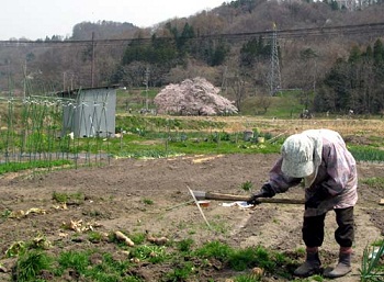 桜と野良仕事
