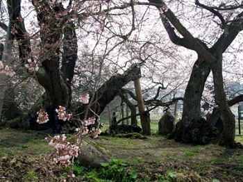 大樹の根本