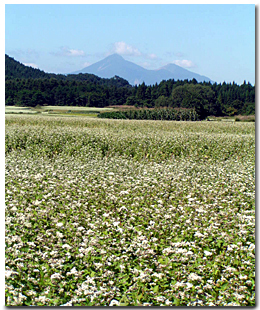 湖南高原蕎麦畑