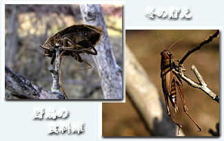 野鳥の捕り忘れ餌?